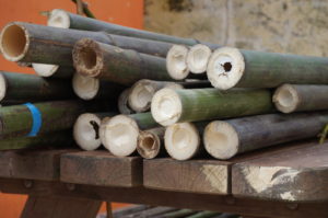 Cannes de bambous coupés