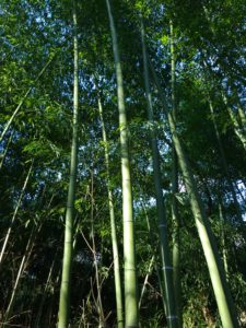 Bambous verts très hauts